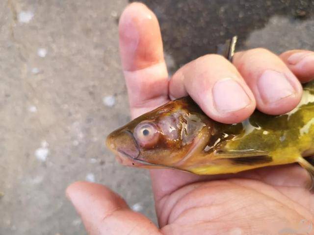 黄颡鱼趴边:红下巴,红头