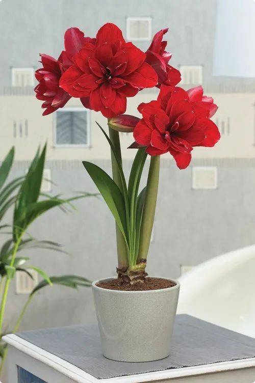 【南粤新贵 湾区之花】中科院华南植物园第二届朱顶红展