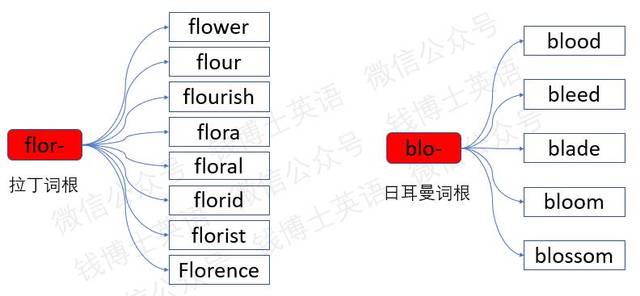 詞根詞綴法巧記考研英語詞彙:詞根flor-(花)