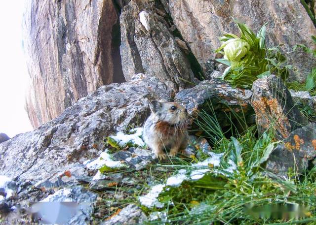 新物种伊犁鼠兔:以草药为食的天山萌物