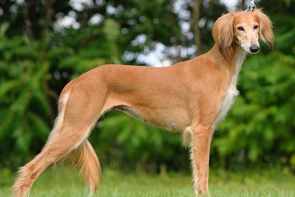 盘点10种跑得最快的狗狗,第一你猜猜是谁!