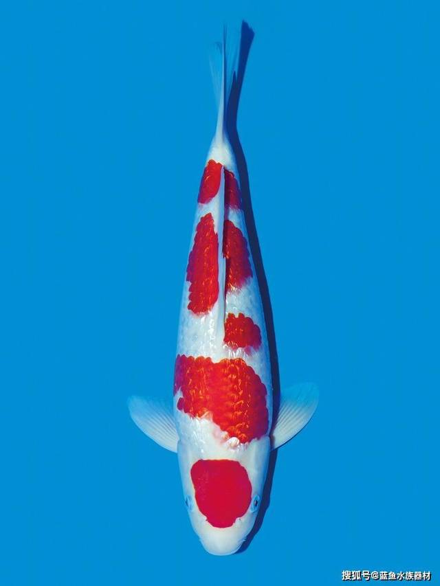 锦鲤分类贴分银鳞锦鲤介绍