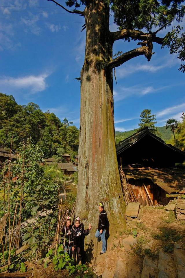 黔东南州雷山县格头苗寨仓劲挺拔的"秃杉王 陈沛亮 摄