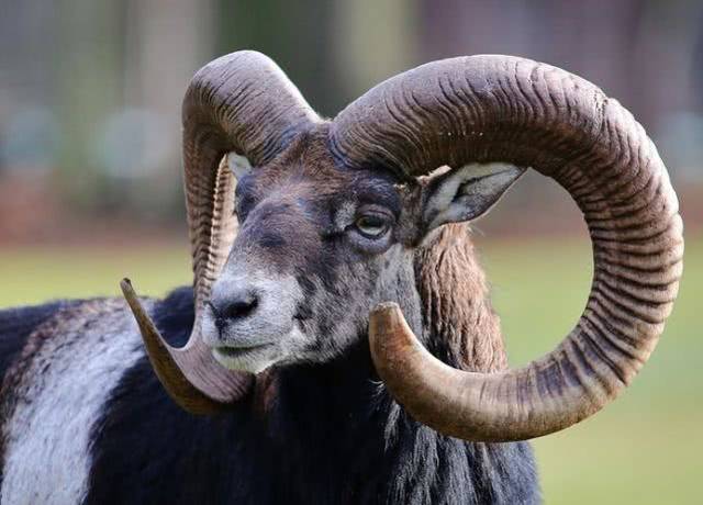 为什么有的羊角是直的有的是弯的自然的背后令人心惊