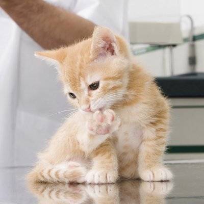 猫について詳しく知りたい 猫の行動学: 行動特性と問題行動 猫