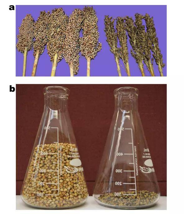 高粱种子结构图片