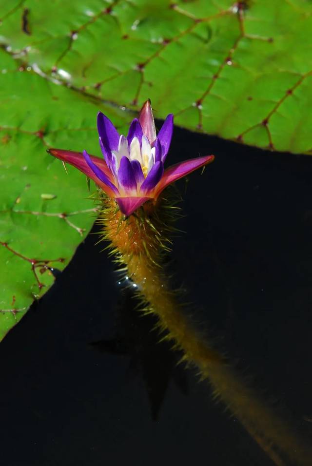 芡睡莲图片图片