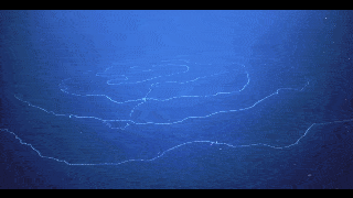 西澳大利亚深海发现迄今最长动物：管水母目，丝带状长47米