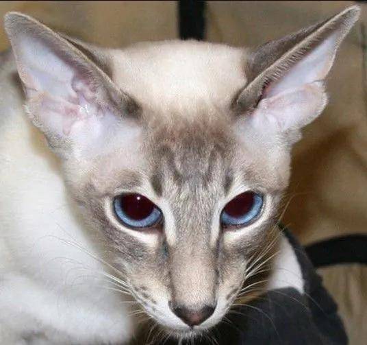 暹罗猫的长毛猫种:巴厘猫,性格聪明粘人,外表比暹罗猫更优雅