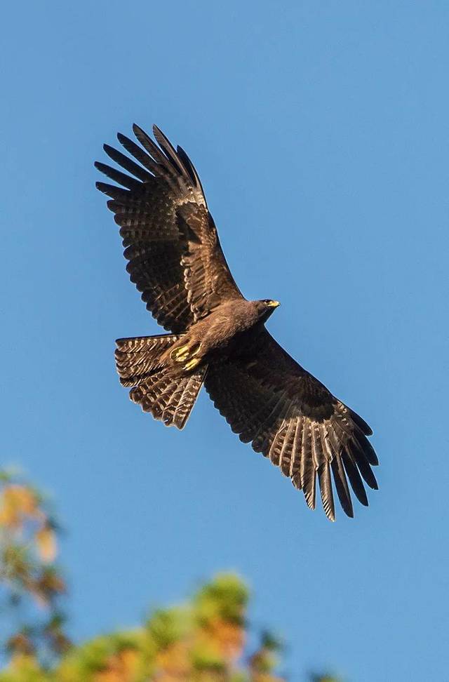 从树冠上呼啸而过的 凶猛捕食者 林雕 (林雕,摄影师@徐永春) ▼