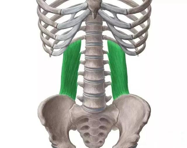 腰方肌的位置腰方肌位於腹後壁脊柱兩側,是不規則的扁肌,內側前方是腰