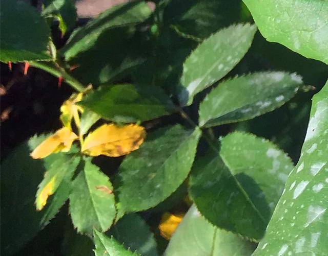 一,水涝导致的月季黄叶落叶