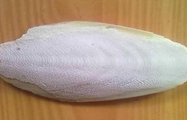 海螵蛸(乌贼),临床上多用于收敛止血,抑酸止痛,收湿敛疮.