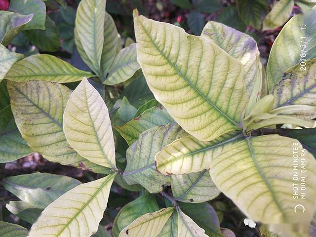 国光微讲堂栀子花黄化病的发生与防治技术