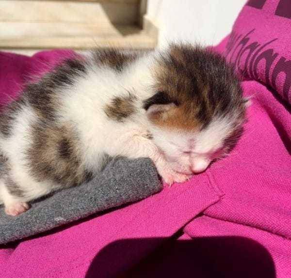 原来这竟然是一只公的三花猫!