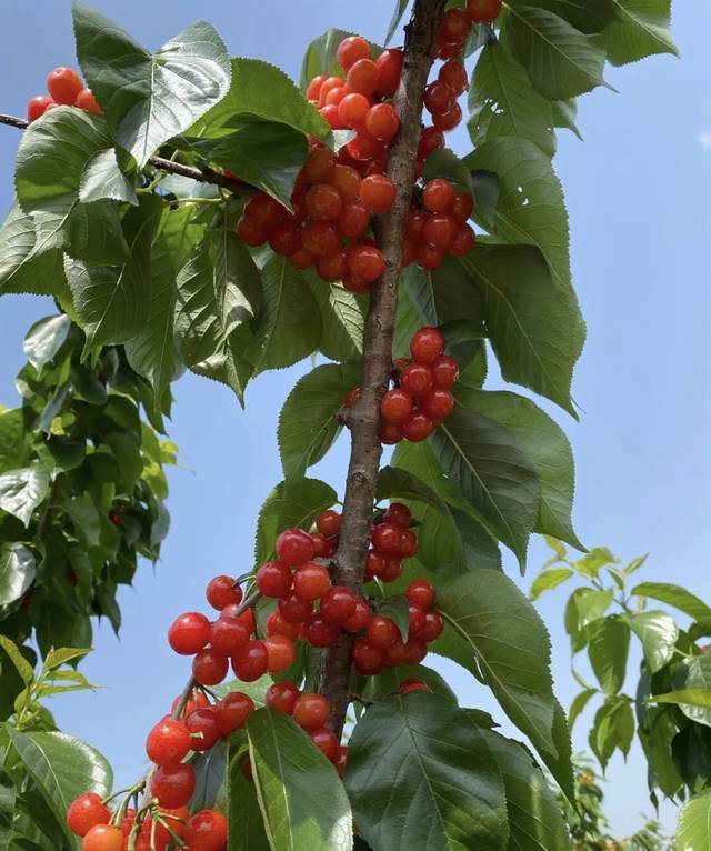 我国这些地方藏着超好吃的樱桃,堪称樱桃中的翘楚