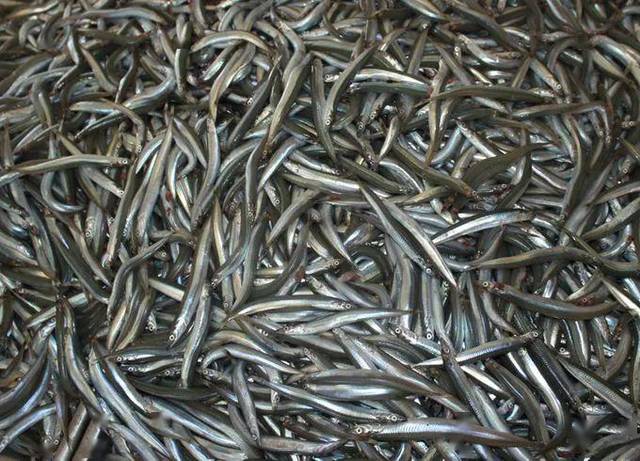 最近,青岛的海市,出现了一种细长的小鱼,当地人都叫做面条鱼,十元钱就