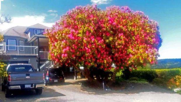 加拿大一杜鹃花树成网红,被誉为"全世界最美的杜鹃花"