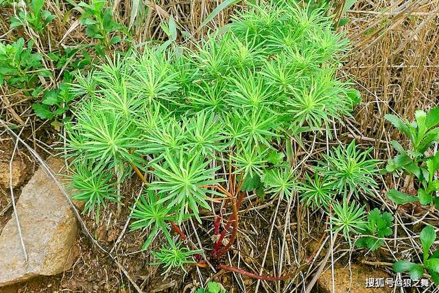 比树脂大戟更辣的植物图片