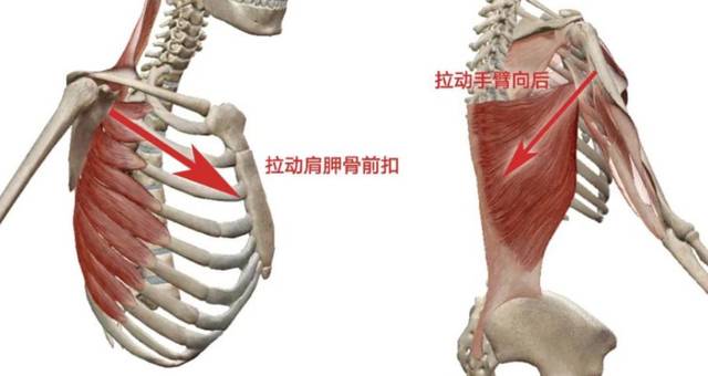 背阔肌和前锯肌图片