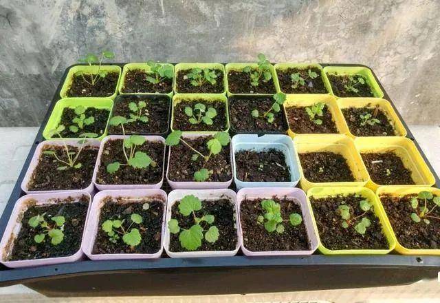 吃这4种水果别扔籽,丢进花盆里,10天长成绿色小盆栽