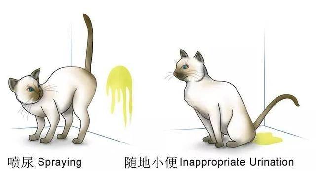 猫又在床上拉尿,整个房间充满尿骚味:爱尿尿的猫,是在宣示痛苦