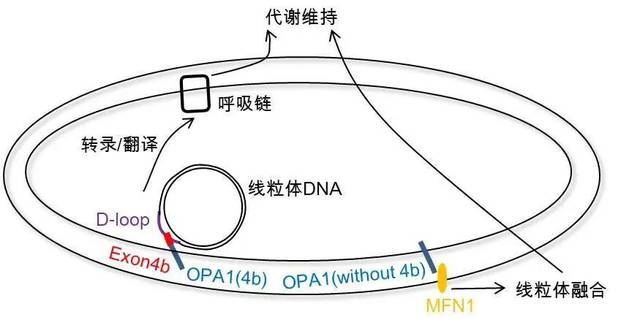 一个线粒体的故事——来源,作用,以及前沿研究