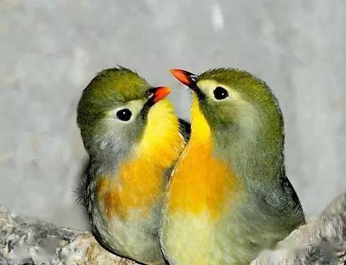10大最可爱的鸟图片