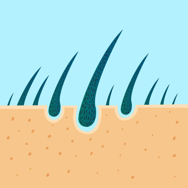 一个毛囊可以长几根头发?