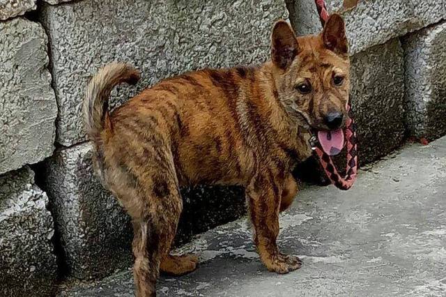 上饶虎斑犬,曾经被乾隆皇帝冠以"斑锦彪"的美誉,现已濒临灭绝!