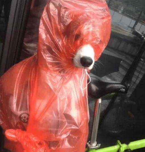 人们措手不及,如果没有及时找到一个躲雨的屋檐,就会淋成一个落汤鸡啦