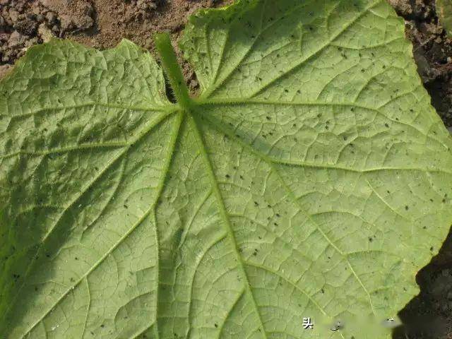 黄瓜蚜虫不可怕怕你没有好方法