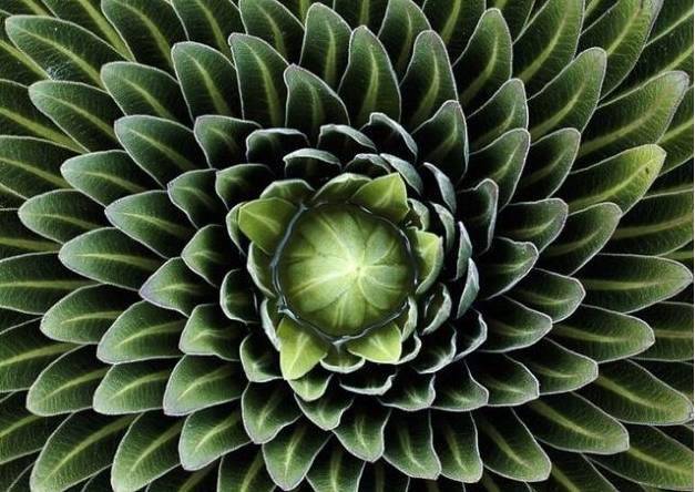 自然中的数学 ▏这些自然界中的几何图形,足够惊艳孩子了.