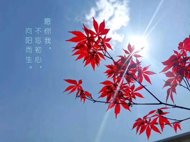 开往春天的地铁向阳而行遇见美好