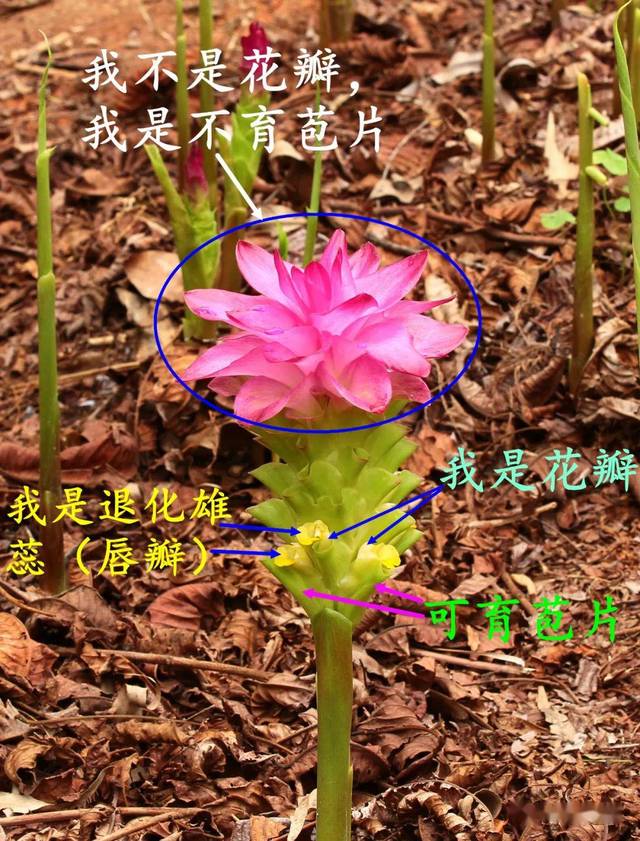 大莪术 curcuma elata