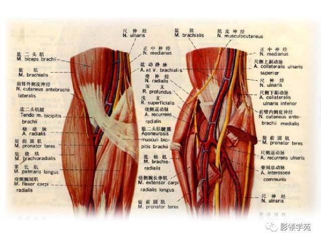 联合腱解剖图图片