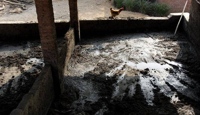 在农村发展畜禽养殖畜禽粪便怎么处理不处理会有什么后果