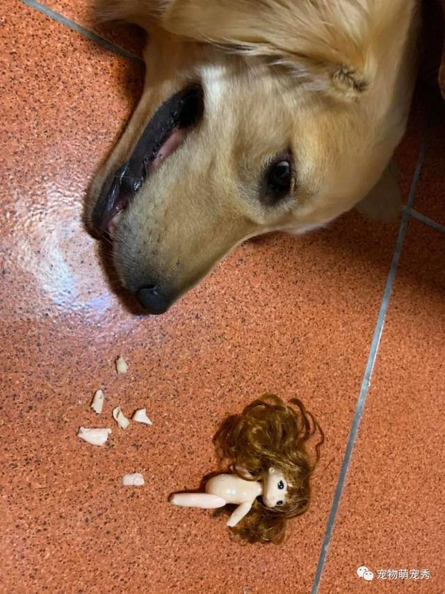 但是万万没想到,这天她竟然在它的大便里发现一坨黑黑的东西,翻开竟