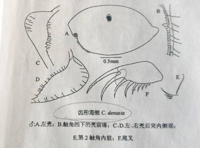为了能看到海洋"蓝眼泪"奇观,我嫁到了福建平潭(不是