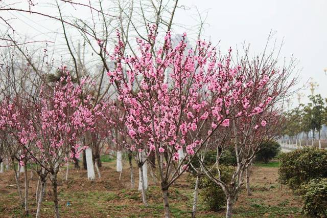万物有灵‖贾平凹:一颗小桃树