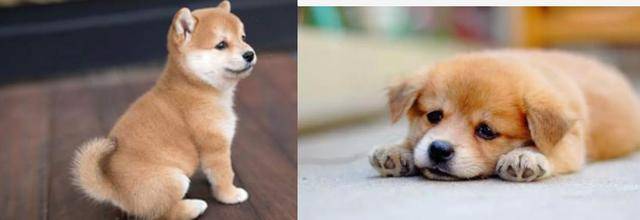 如何区分柴犬和中华田园犬,方法简单,看一下就知道了_手机搜狐网