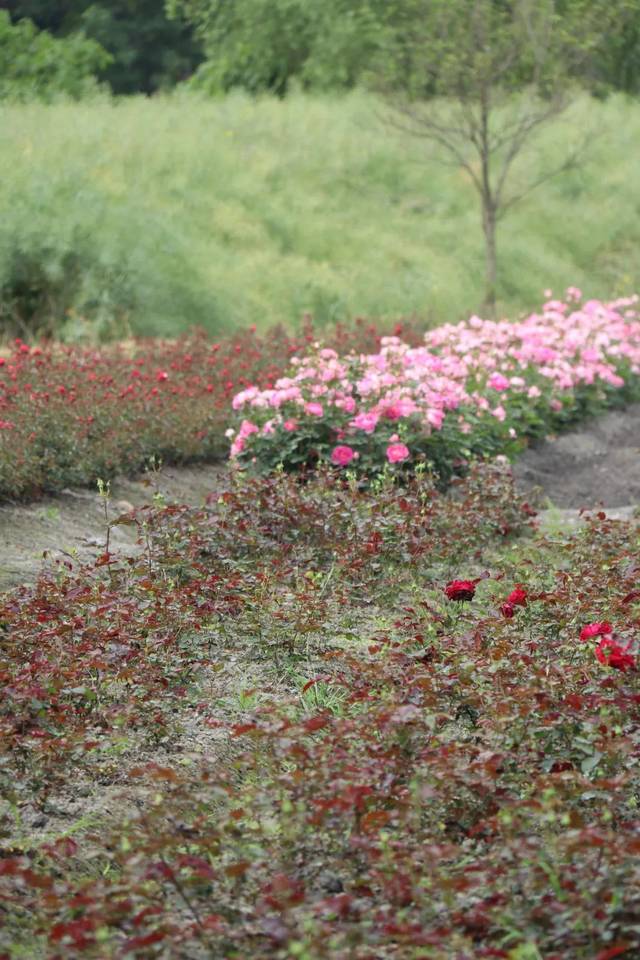 成都這個浪漫的村落,藏著一個南法玫瑰莊園