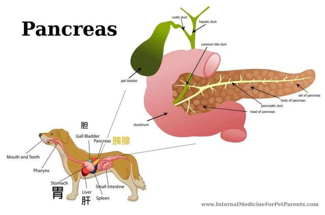 狗狗得了胰腺炎以後就再也不能吃肉了?