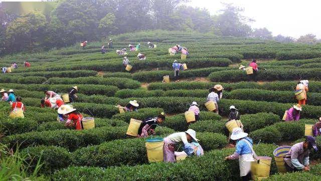 广东十大茶乡之怀集洽水新岗红茶成广东名牌红茶