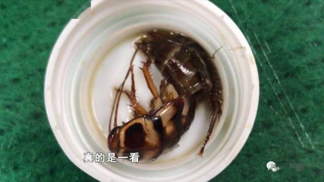 恶心至极!南宁一女子喝凉茶喝出好大一只蟑螂,店家却这么说
