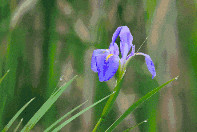 这些在慈溪常见的花花草草,你能叫出多少名?