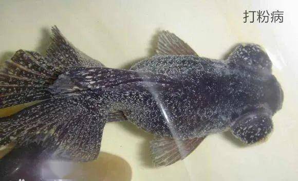 金鱼打粉病和白点病傻傻分不清楚