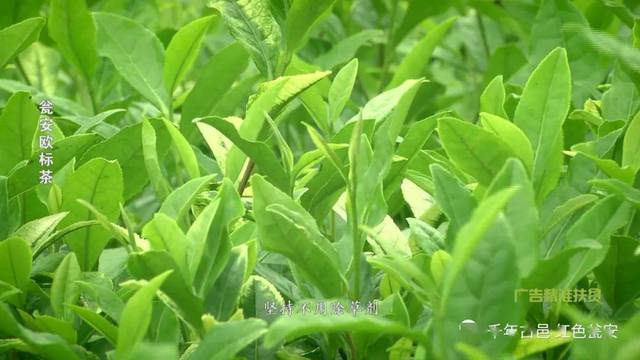 瓮安欧标茶