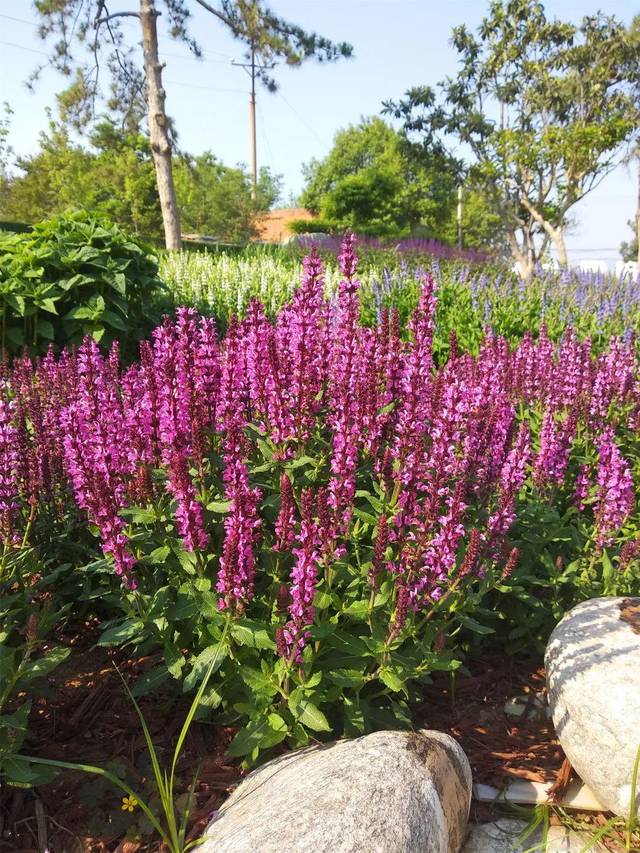 而这些春季花卉中,尤以耐寒的宿根花卉效果最为惊艳.等一朵花开
