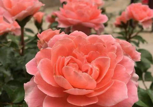 香香公主月季,好看好养,香味十足,不养肯定后悔!